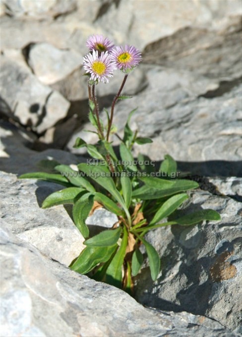 Erigeron glabratus