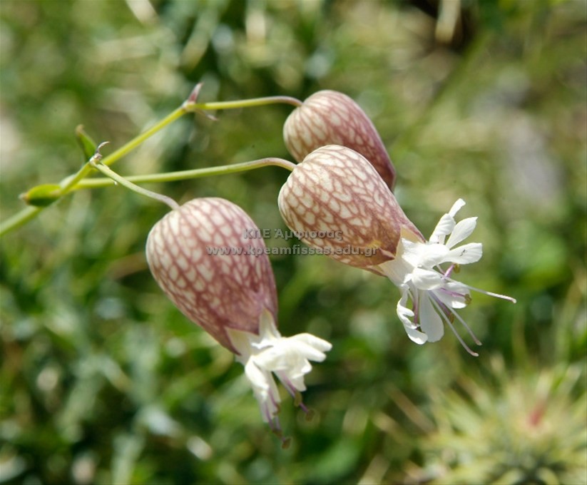 Silene vulgaris