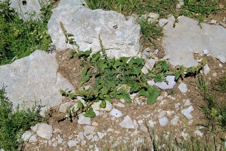 Chenopodium bonus
