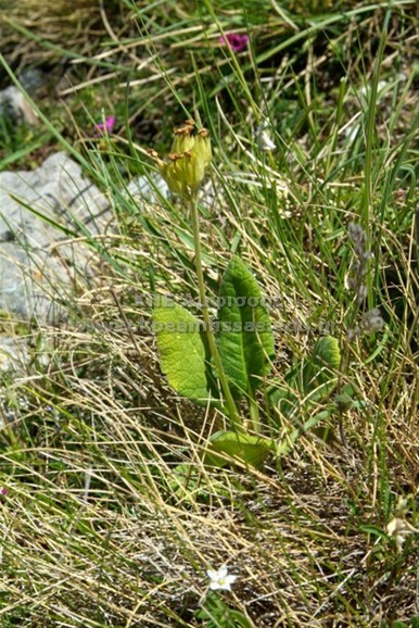 Primula veris