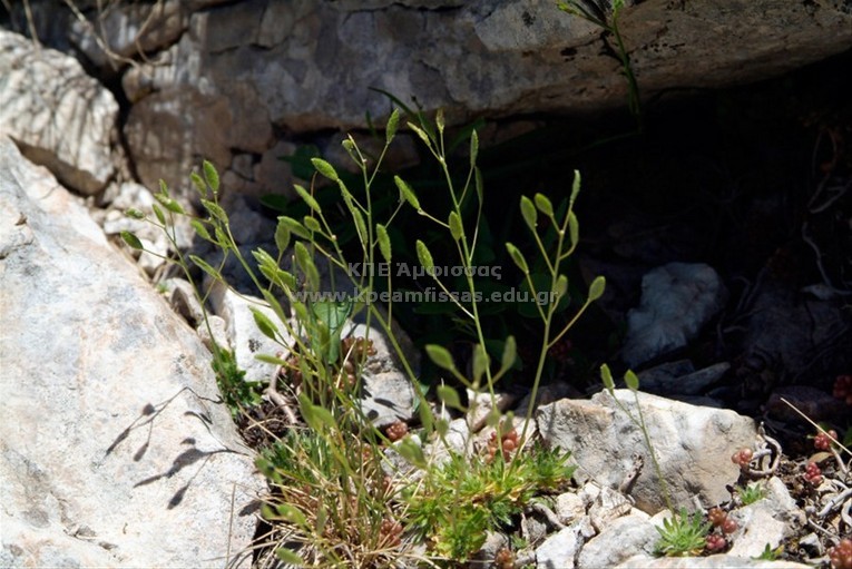 Draba lacaitae