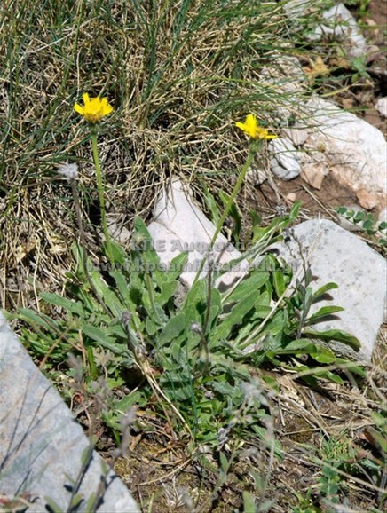 Leontodon sp