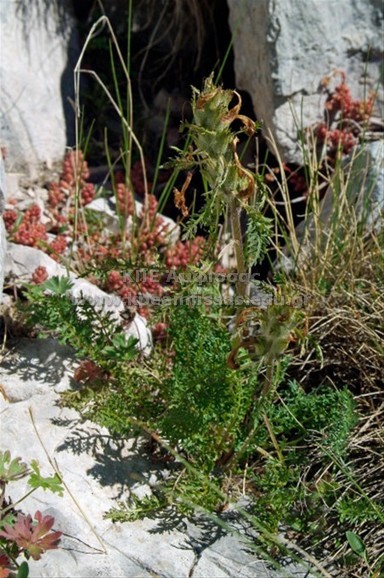 Pedicularis graeca