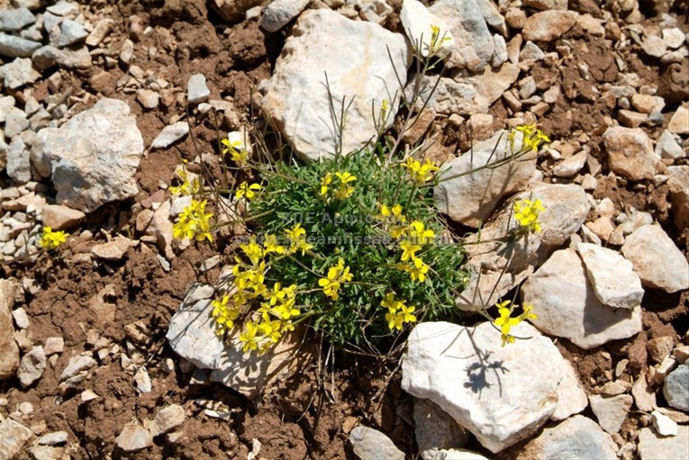 Erysimum cephalonicum
