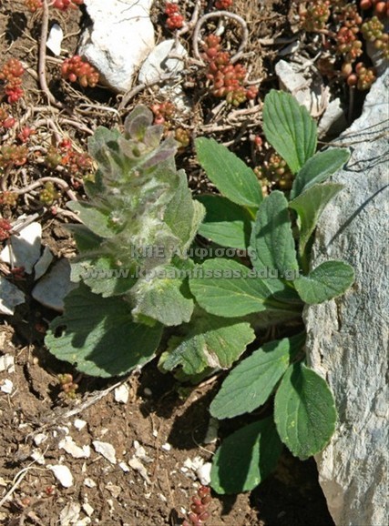 Ajuga orientalis