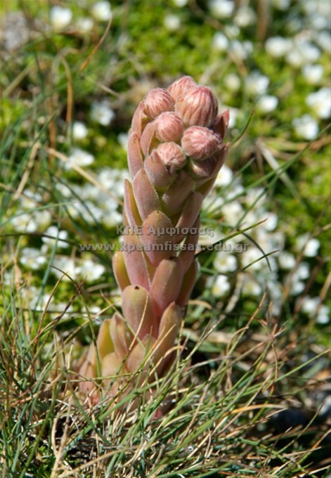 Sempervivum marmoreum
