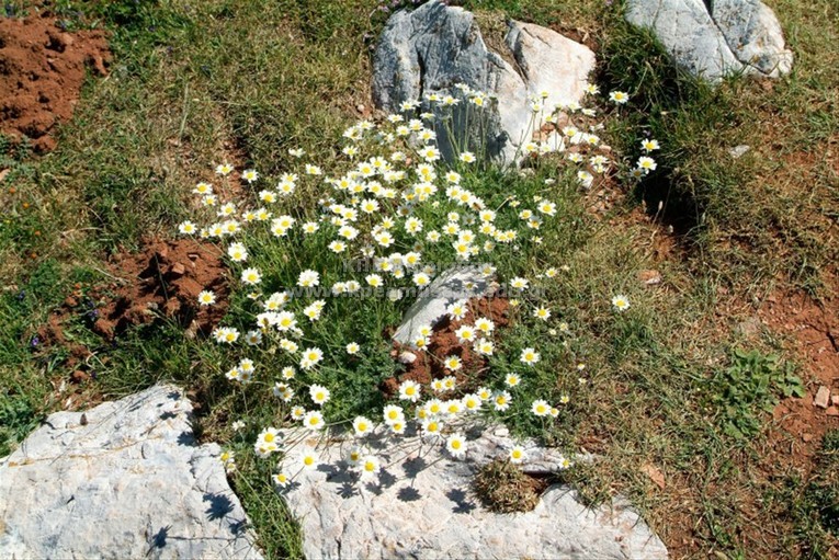 Anthemis sp