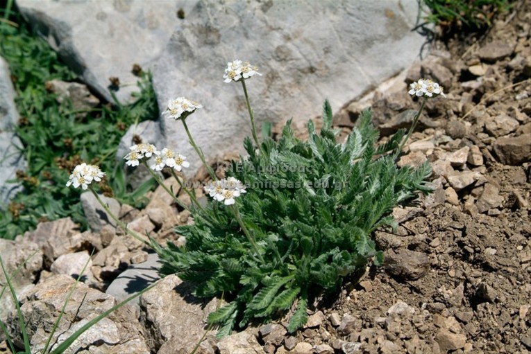 Aclillea barbeyana