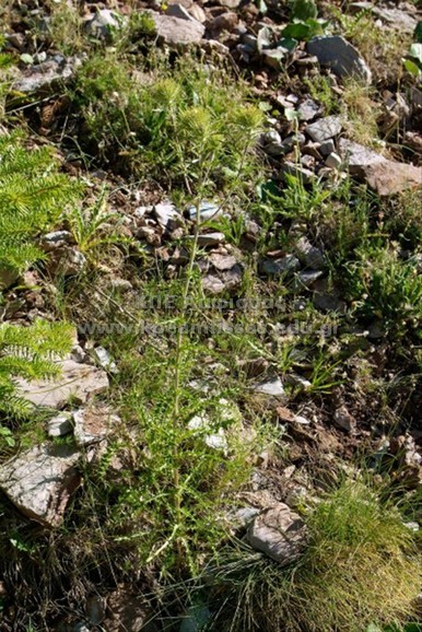 Carlina frigida