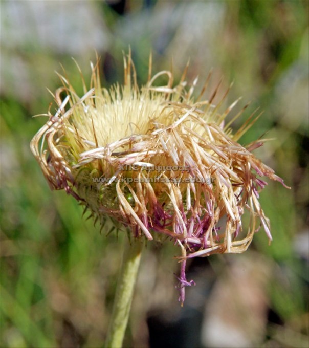 Jurinea mollis