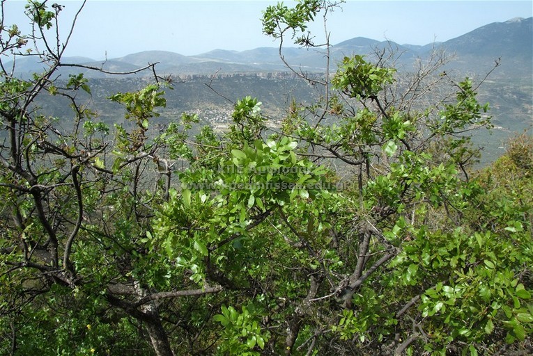 Pistacia terebinthus