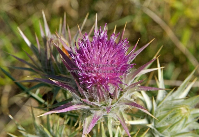 Ptilostemon afer