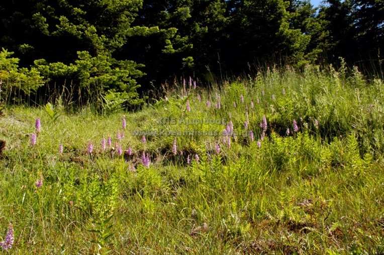 Dactylorhiza saccifera