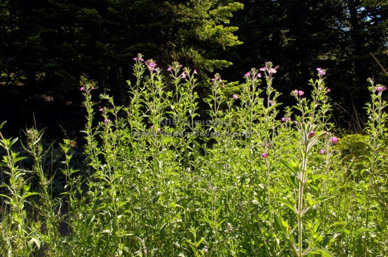 Epilobium hirsutum