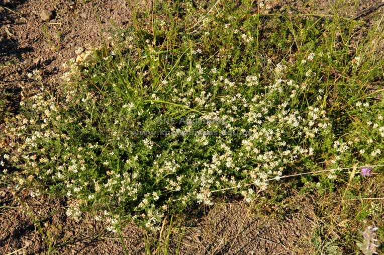 Dorycnium pentaphyllum