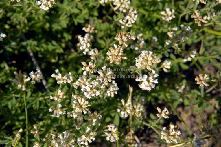 Dorychium pentaphyllum