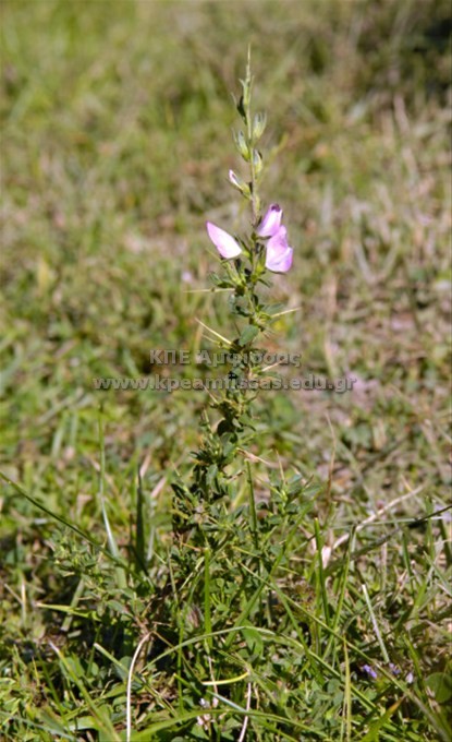 Ononis spinosa
