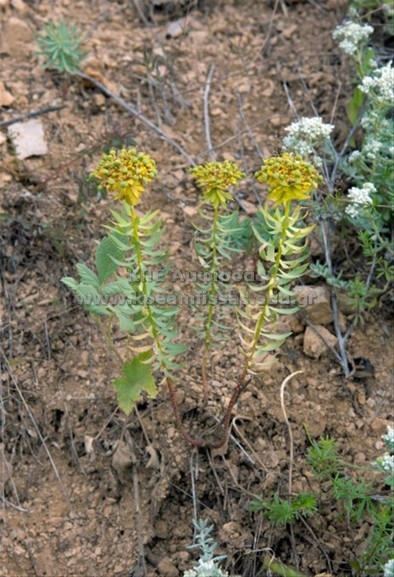 Euphorbia myrsinites