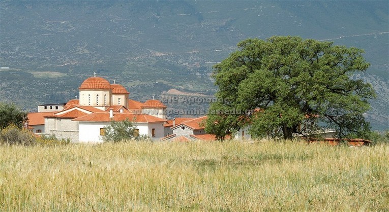 Querus ithaburensis