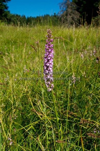 Dactylorhiza sp