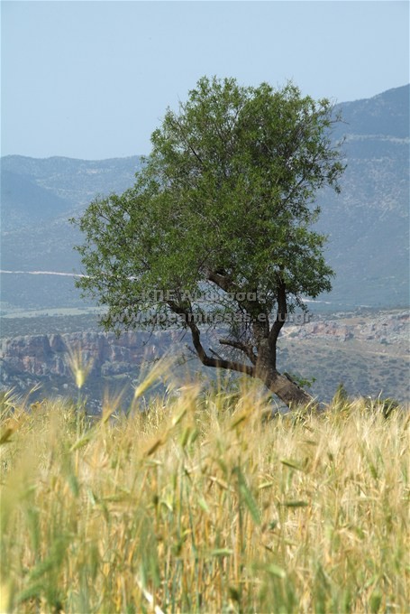 Prunus amygdalus