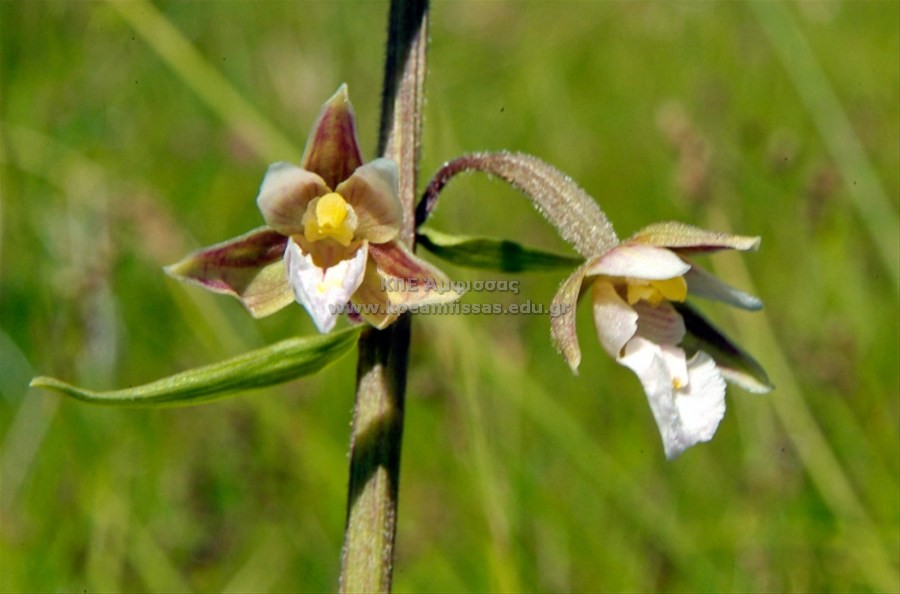 Epipactis palustris