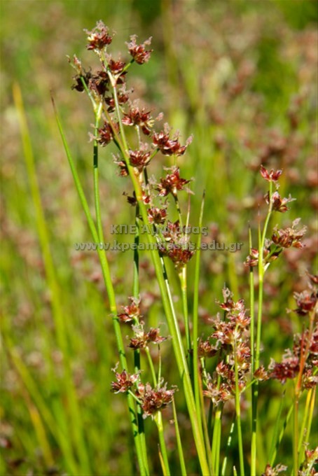 Juncus sp