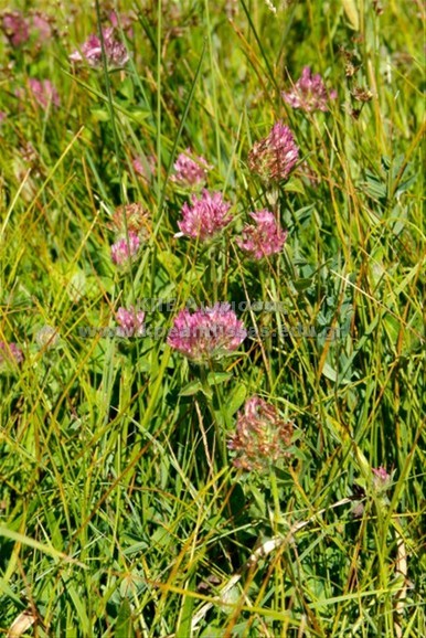 Trifolium sp