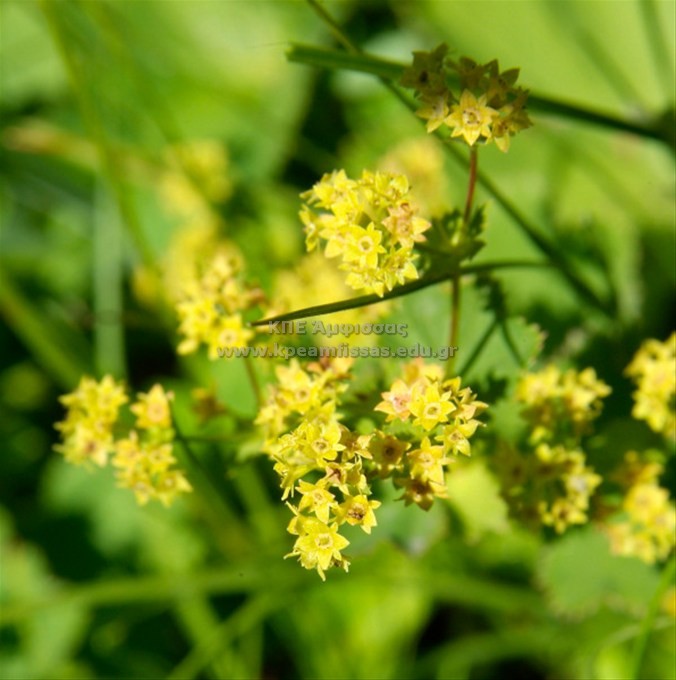 Alchemilla sp