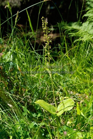 Listera ovata