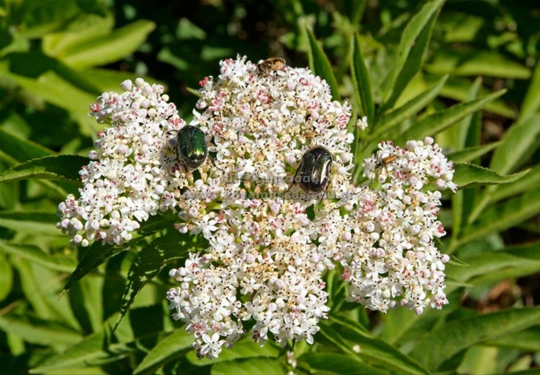 Sambucus ebulus