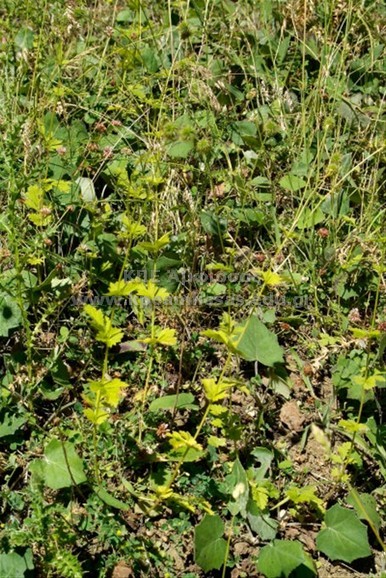 Geum urbanum