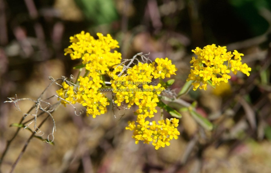 Alyssum sp