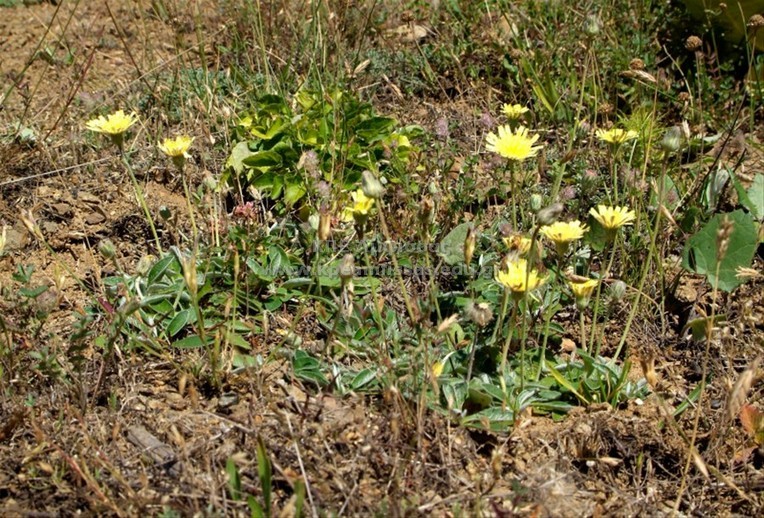 Hieracium hoppeanum