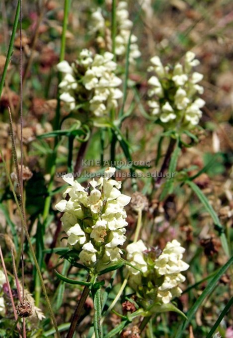 Brunella laciniata