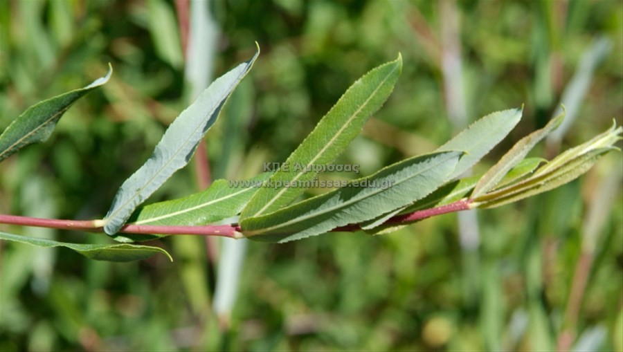 Salix sp
