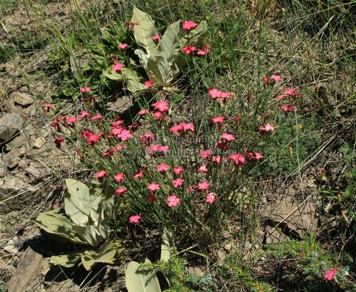 Dianthus bitlorus