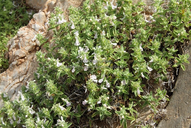 Stachys swansonii