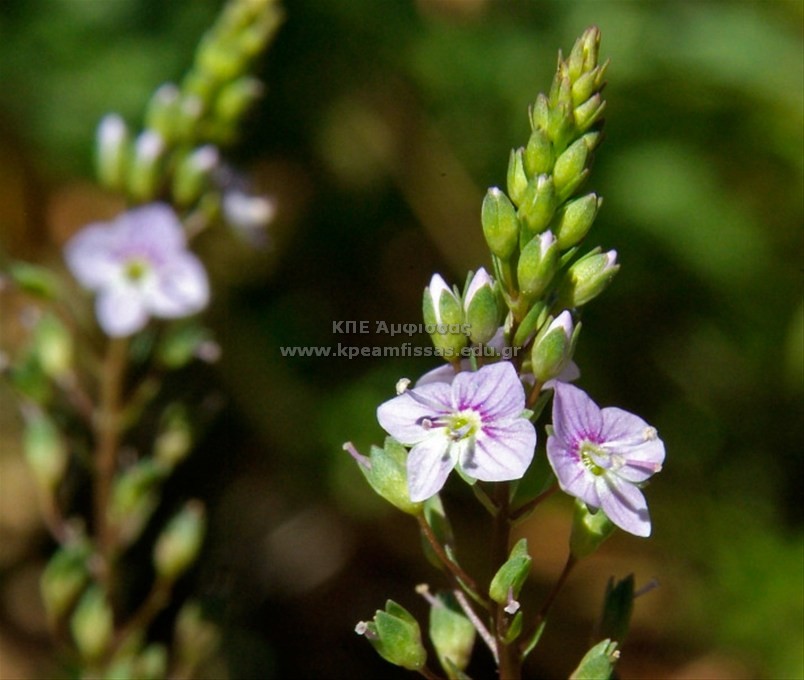 Veronica beccabunga