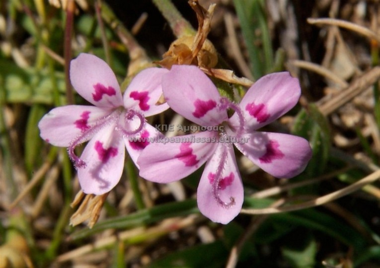 Dianthus tymphresteus