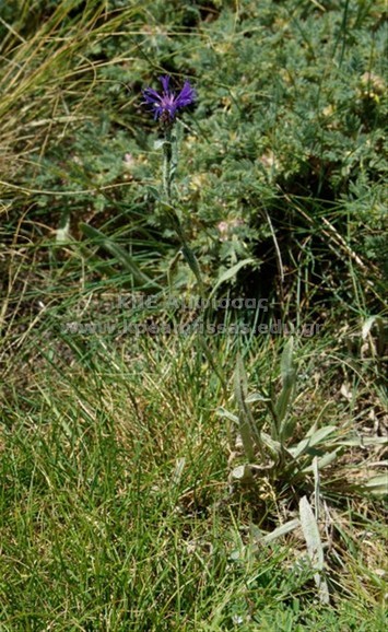 Centaurea nervosa