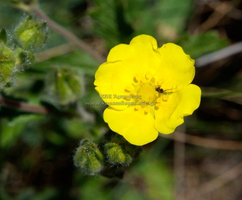 Potentilla sp