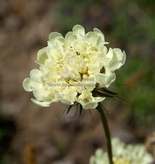 Scabiosa columbaria