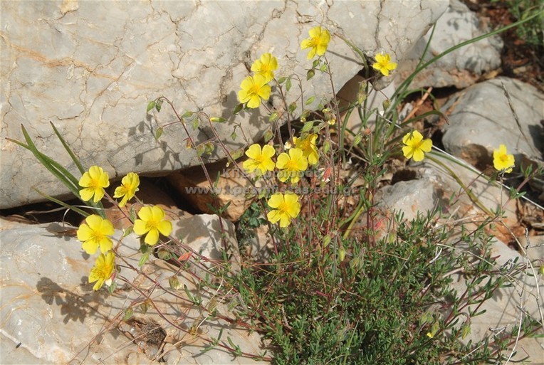 Helianthemum sp