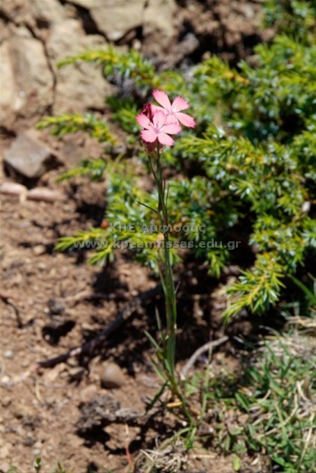 Dianthus sp