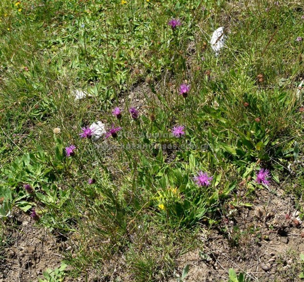 Centaurea sp