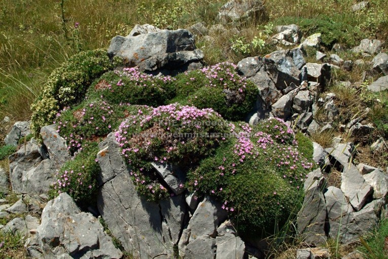 Acantholimon echinus