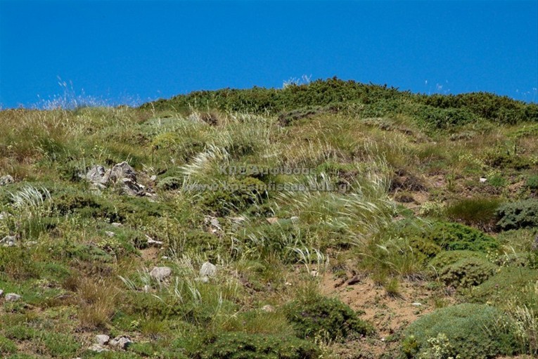 Stipa pennata