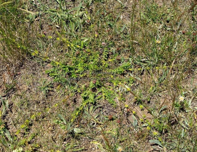 Cruciata sp