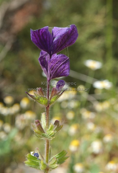 Salvia viridis